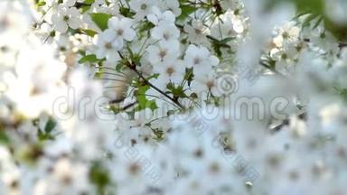 春天的酸樱桃花和追踪
